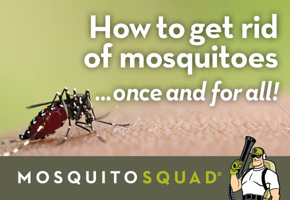How can I get rid of mosquitoes in my house?